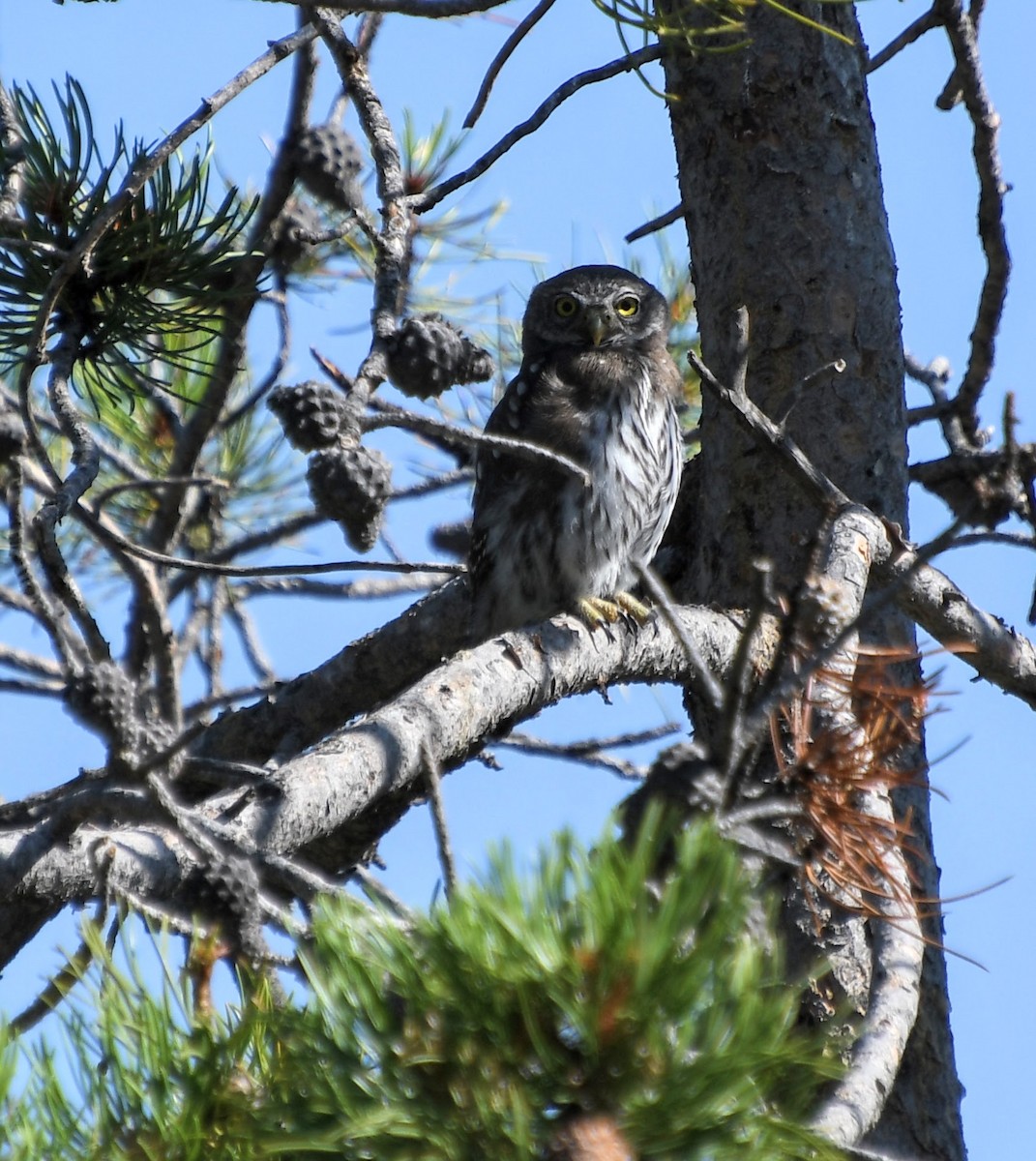 Northern Pygmy-Owl - ML621939810