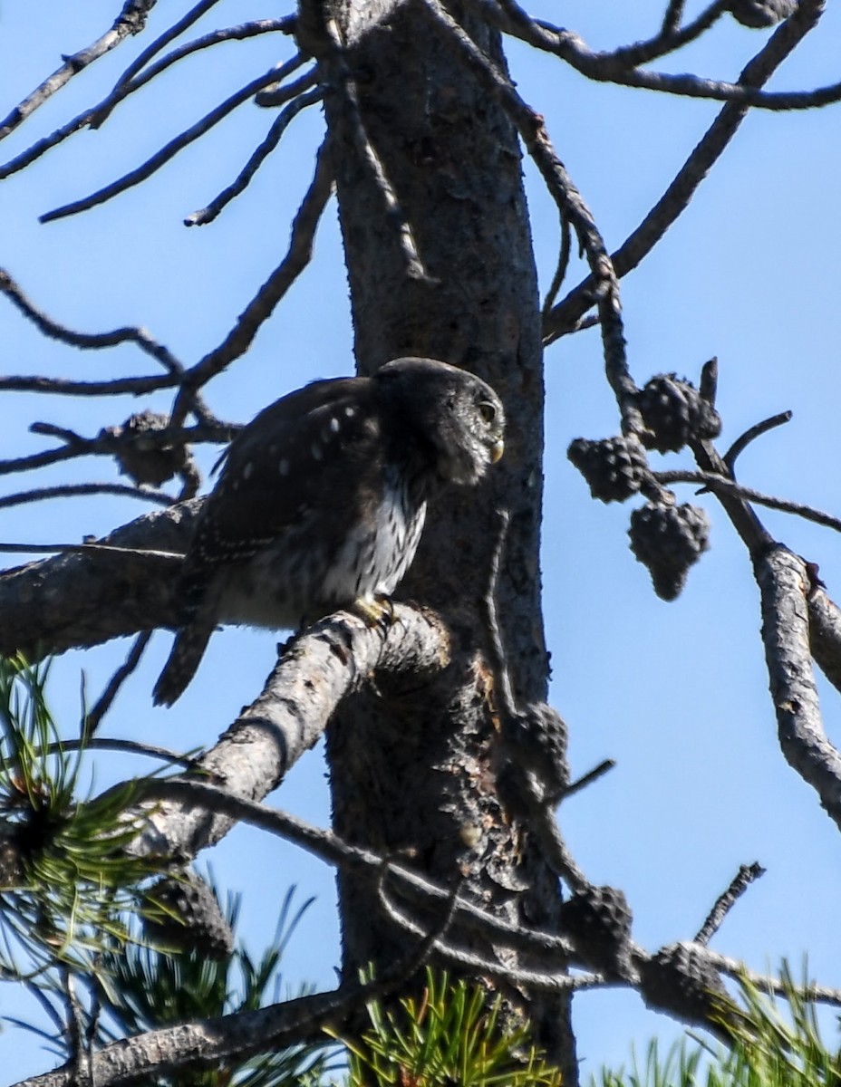 Northern Pygmy-Owl - ML621939811