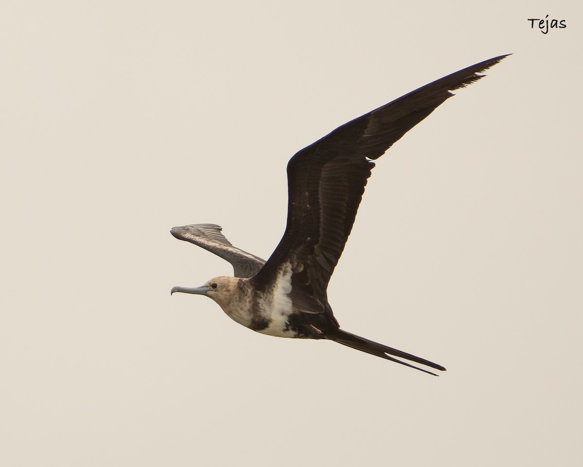 Lesser Frigatebird - ML621939813