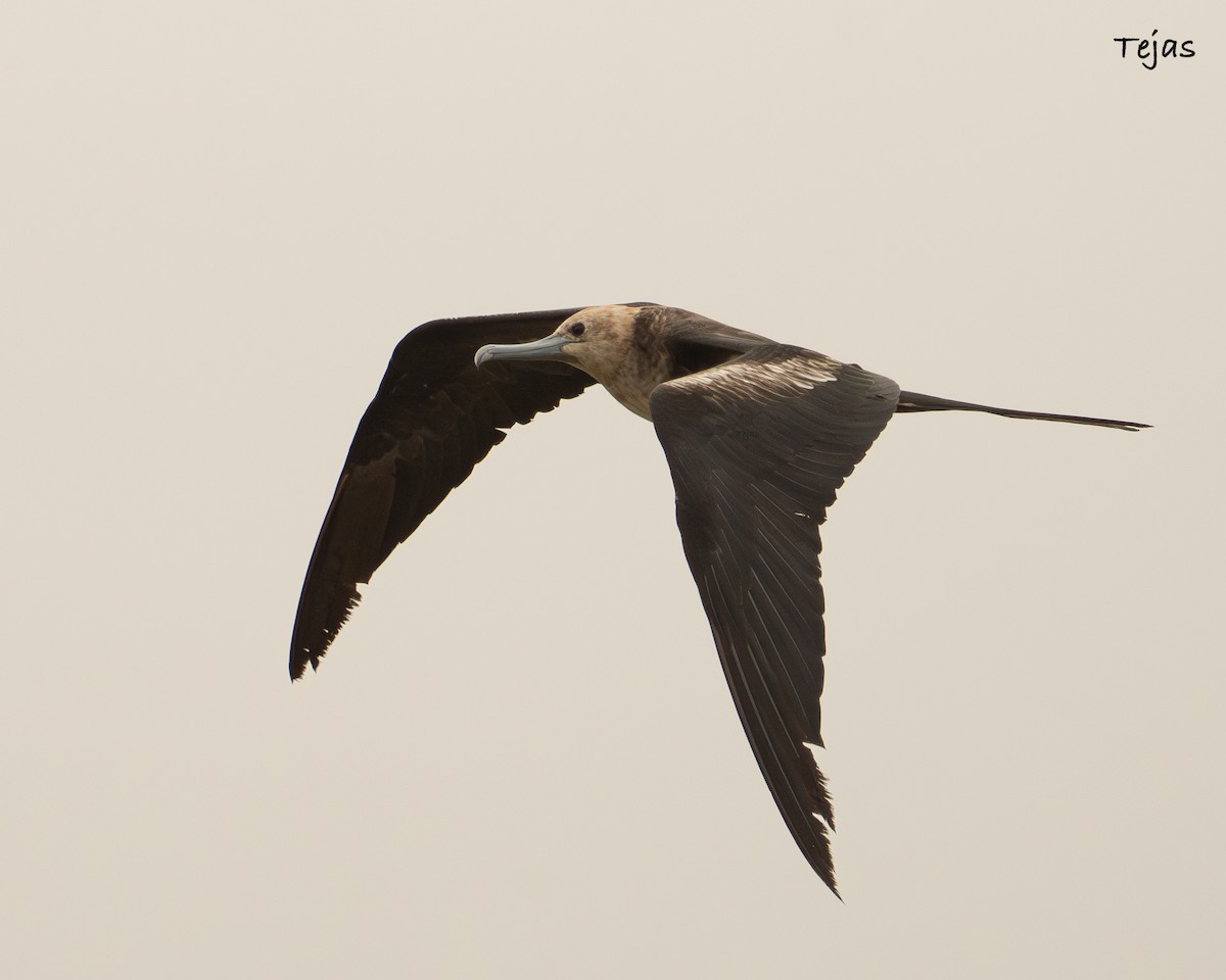 Lesser Frigatebird - ML621939814