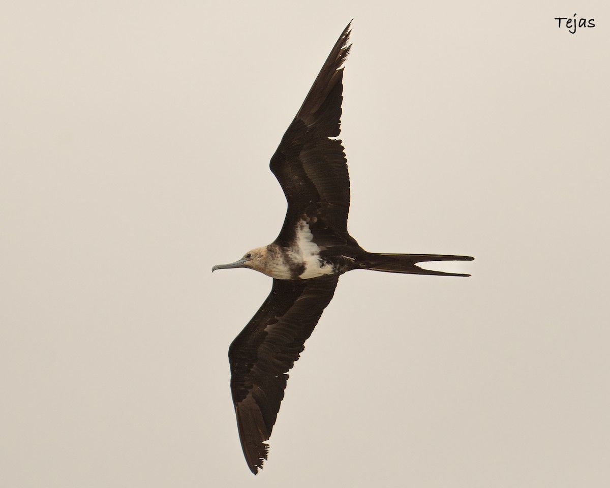 Lesser Frigatebird - ML621939815