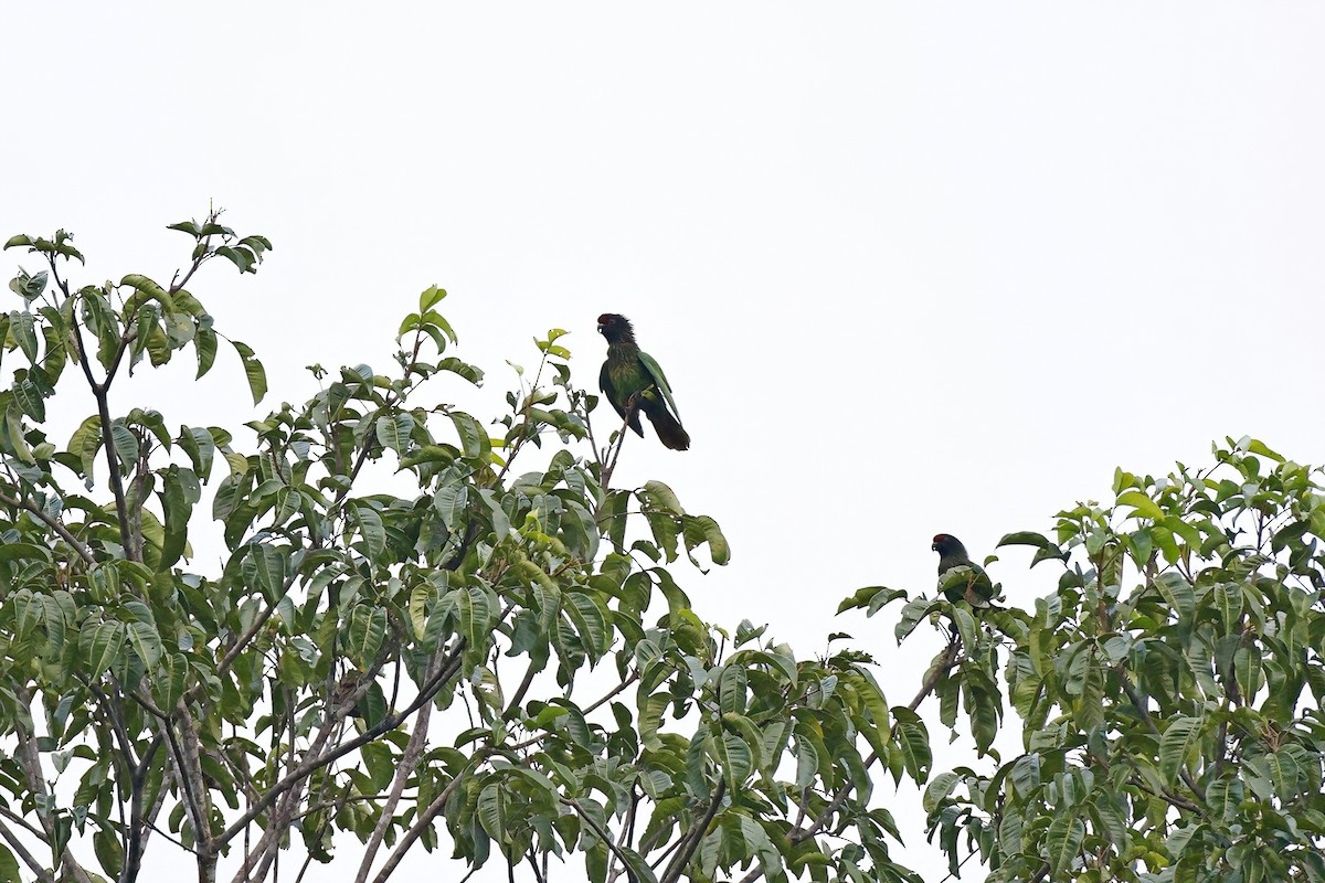 Yellow-streaked Lory - ML621939843