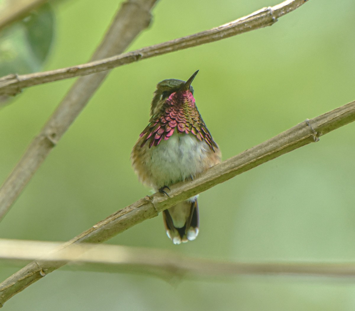 Wine-throated Hummingbird - ML621939859