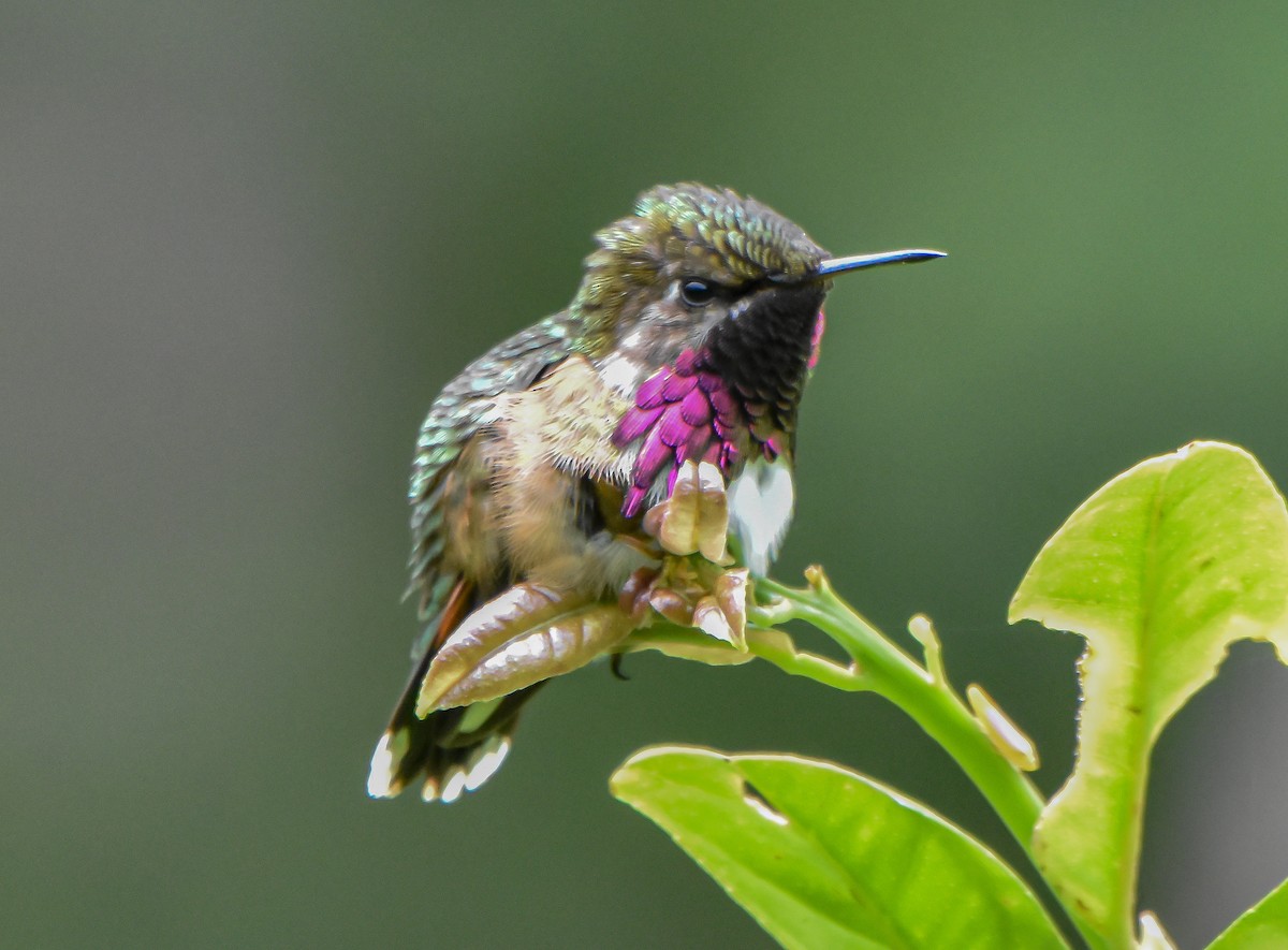 Wine-throated Hummingbird - ML621939860