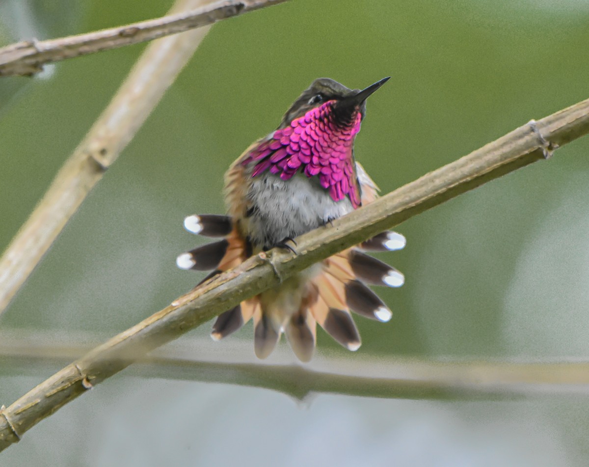 Wine-throated Hummingbird - ML621939861