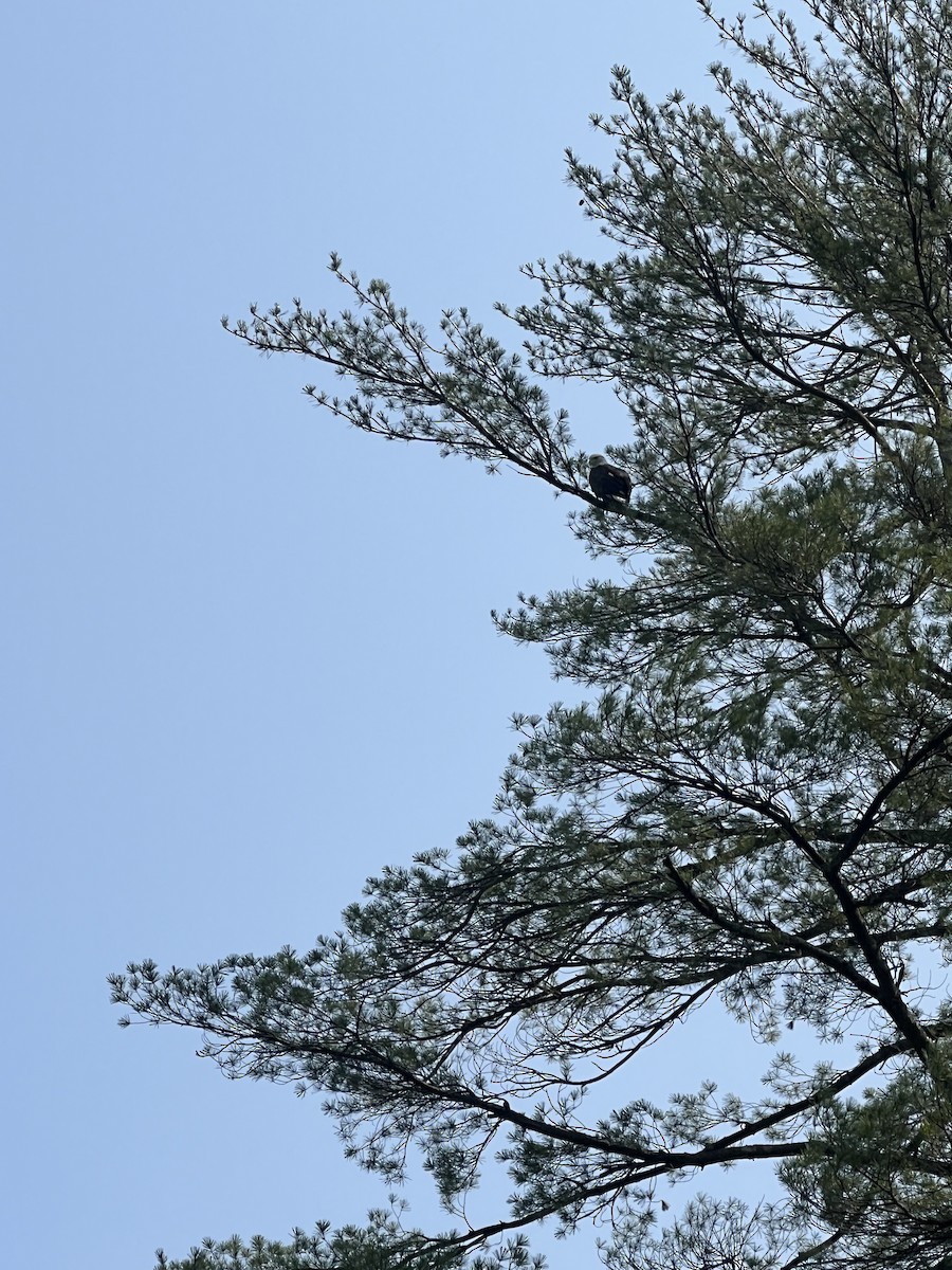 Bald Eagle - ML621939871