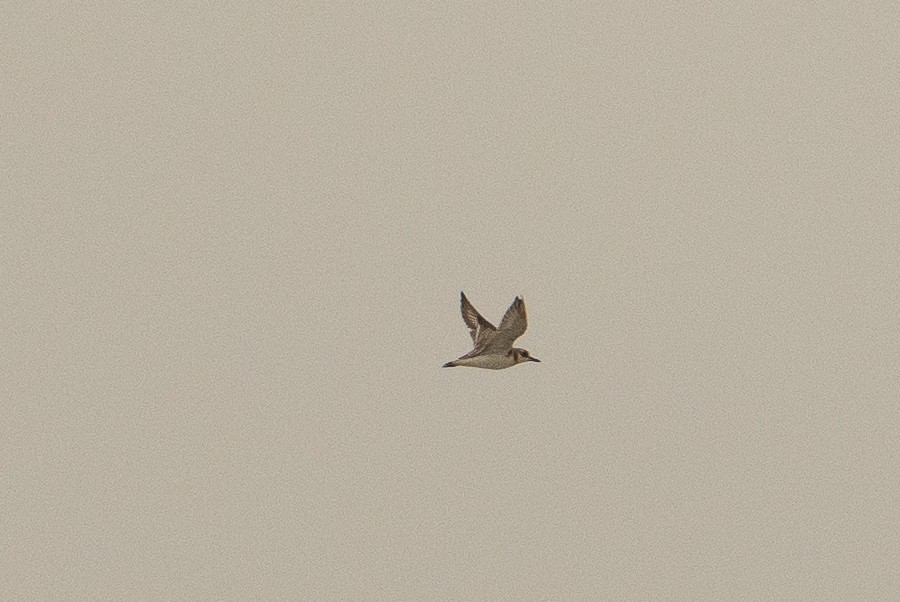 Greater Sand-Plover - tejas k rao