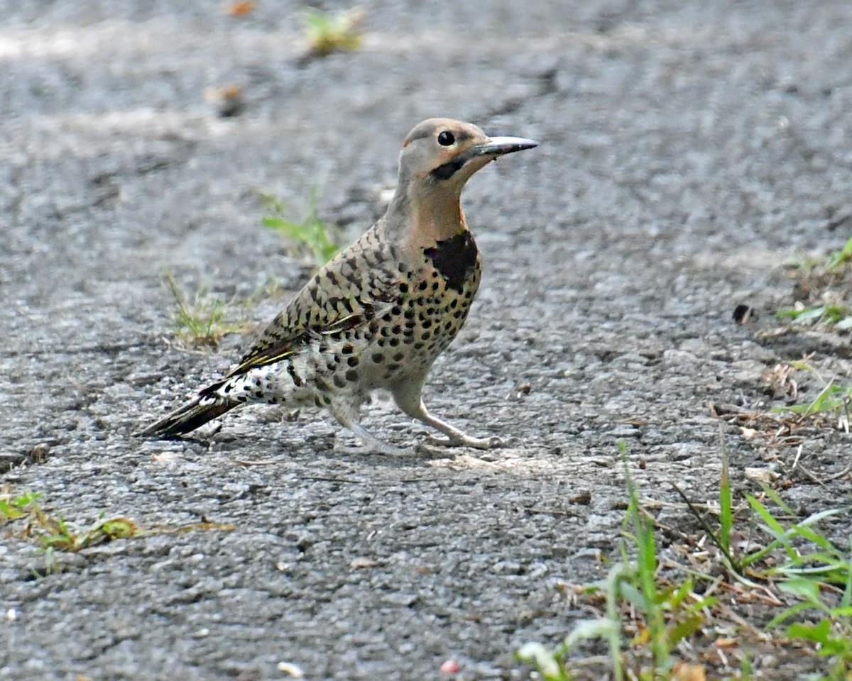Northern Flicker - ML621939930