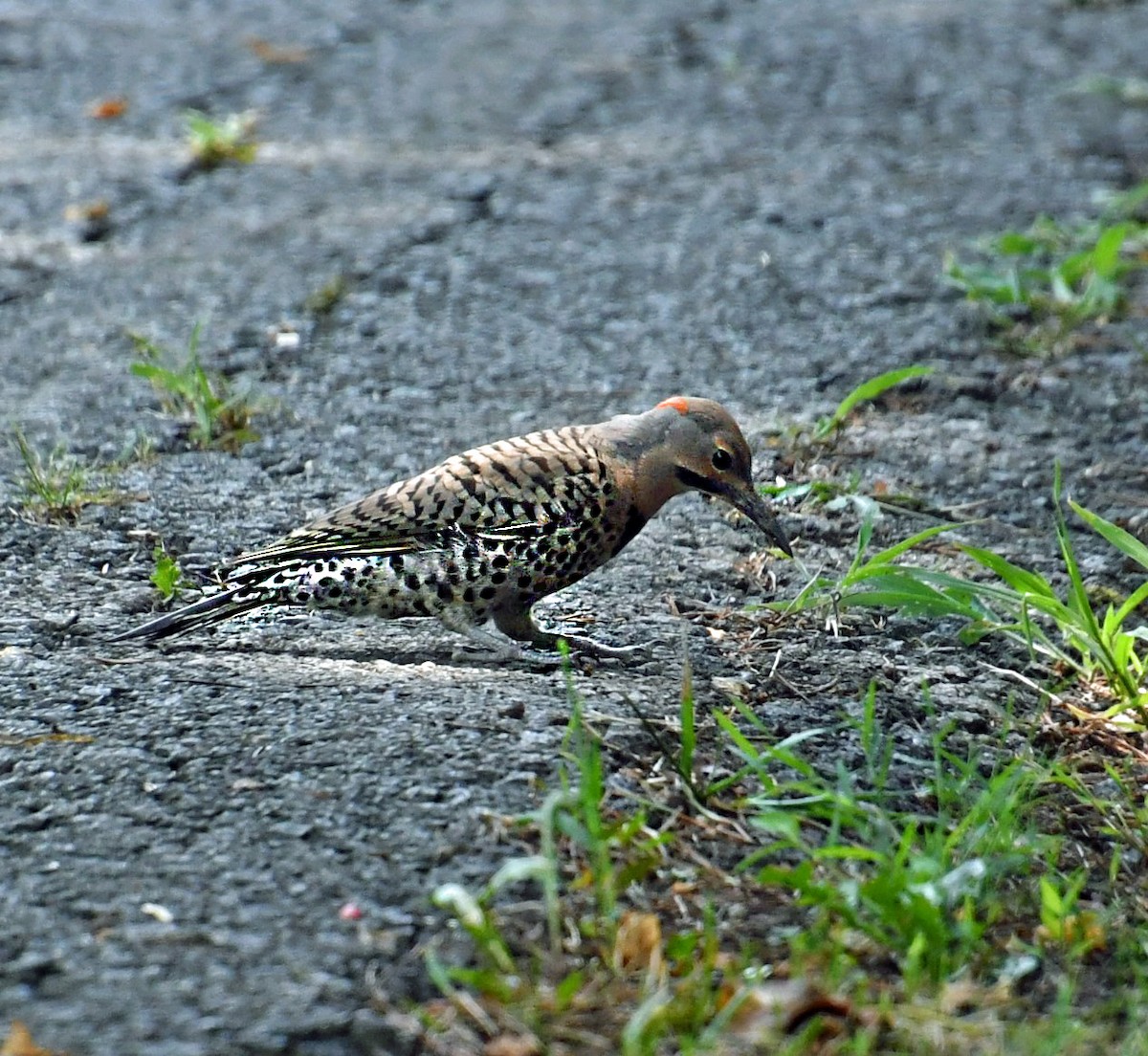 Northern Flicker - ML621939931
