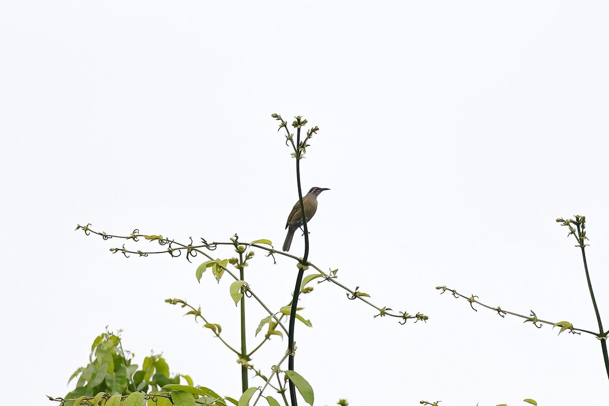 Tawny-breasted Honeyeater - Marcin Sidelnik