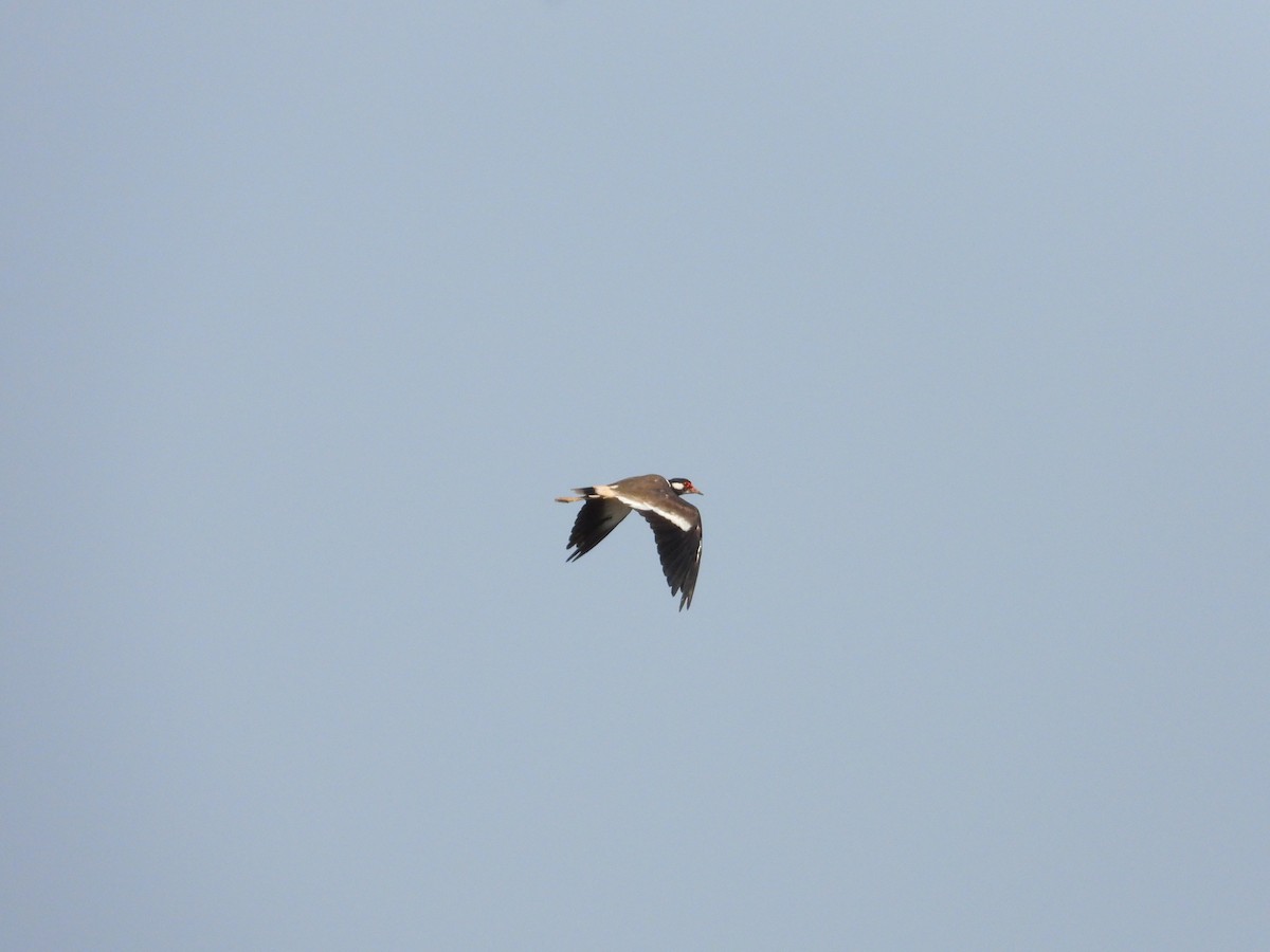 Red-wattled Lapwing - ML621939942