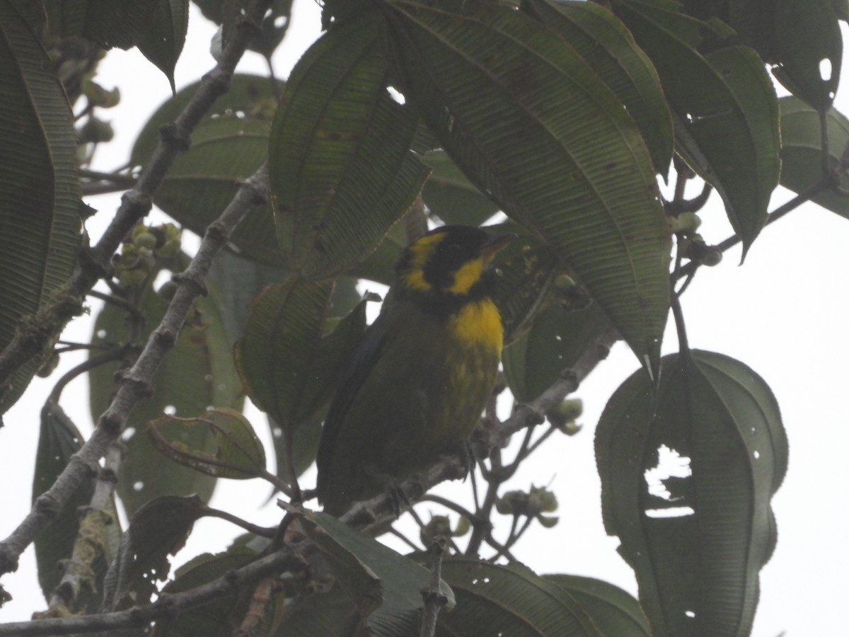 Gold-ringed Tanager - ML621939954