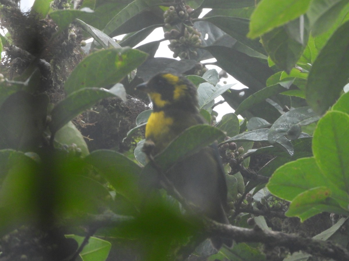 Gold-ringed Tanager - ML621939968