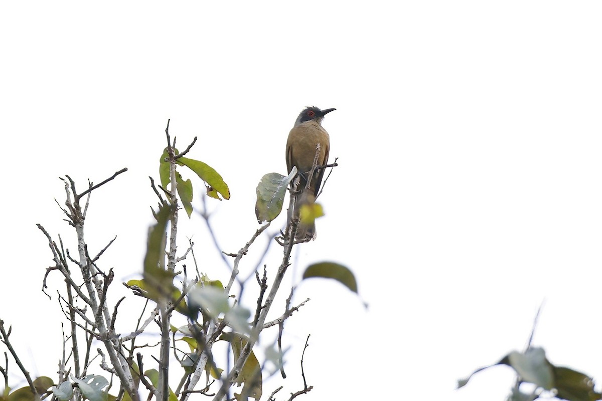 Long-billed Cuckoo - ML621939981