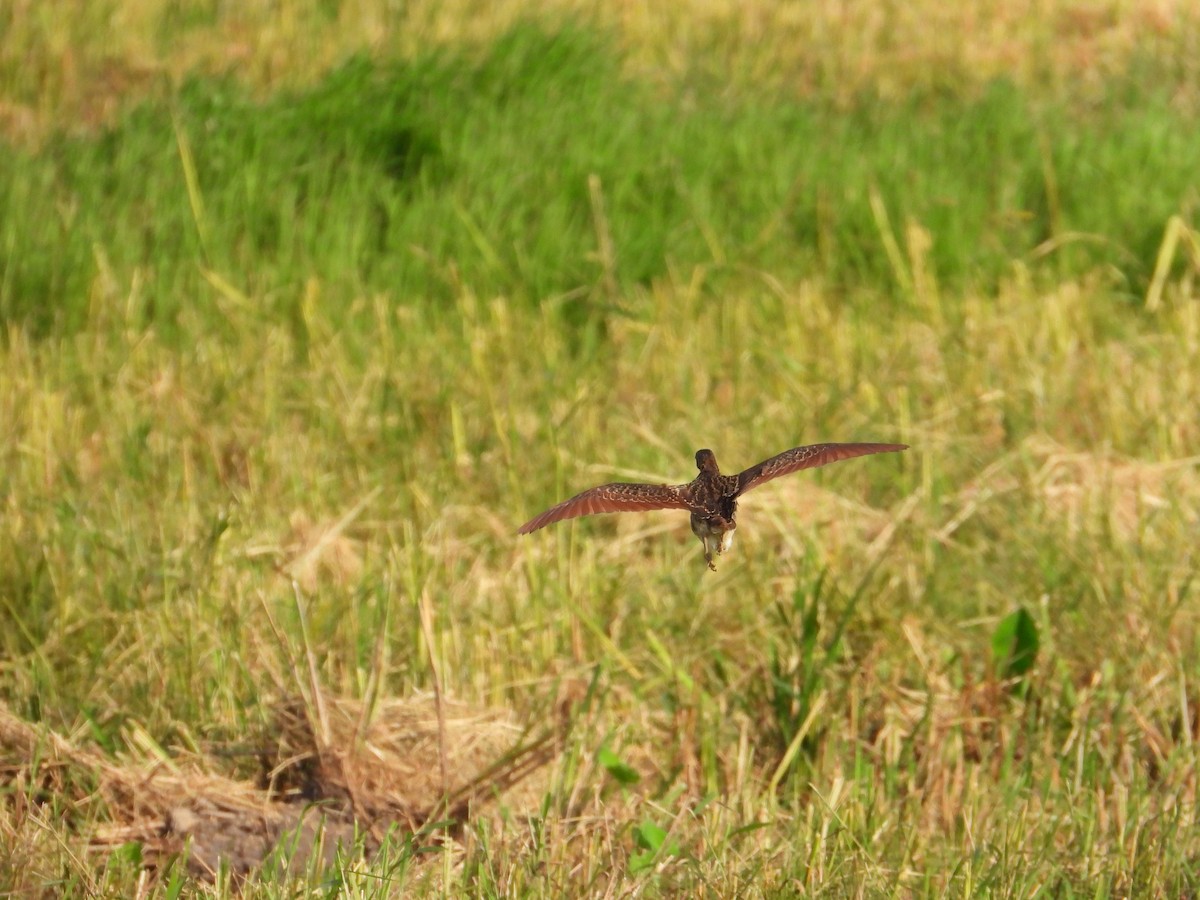 Cinnamon Bittern - ML621940038