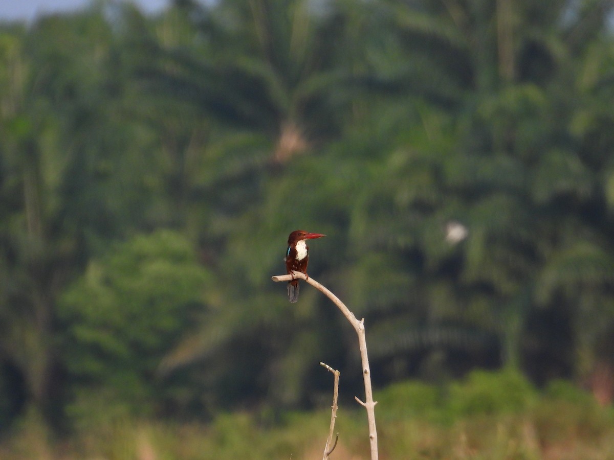 White-throated Kingfisher - ML621940076