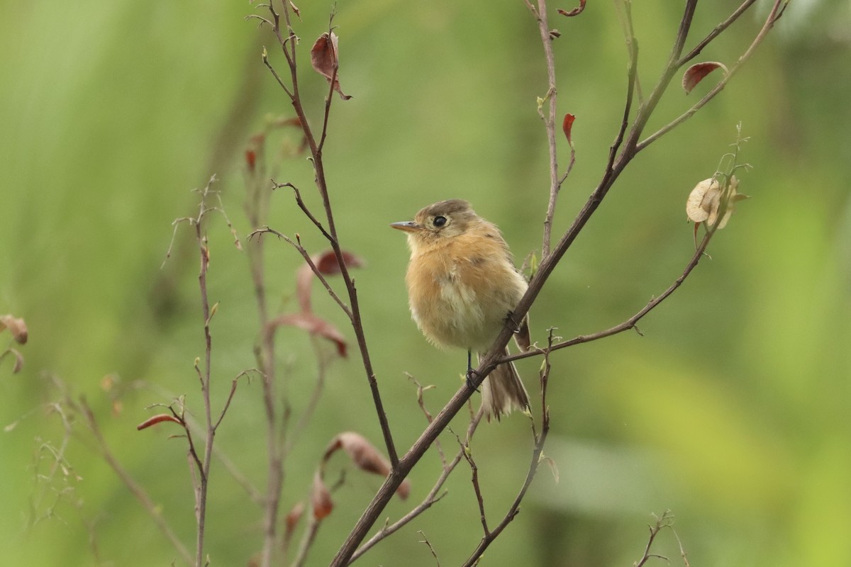 Buff-breasted Flycatcher - John van Dort