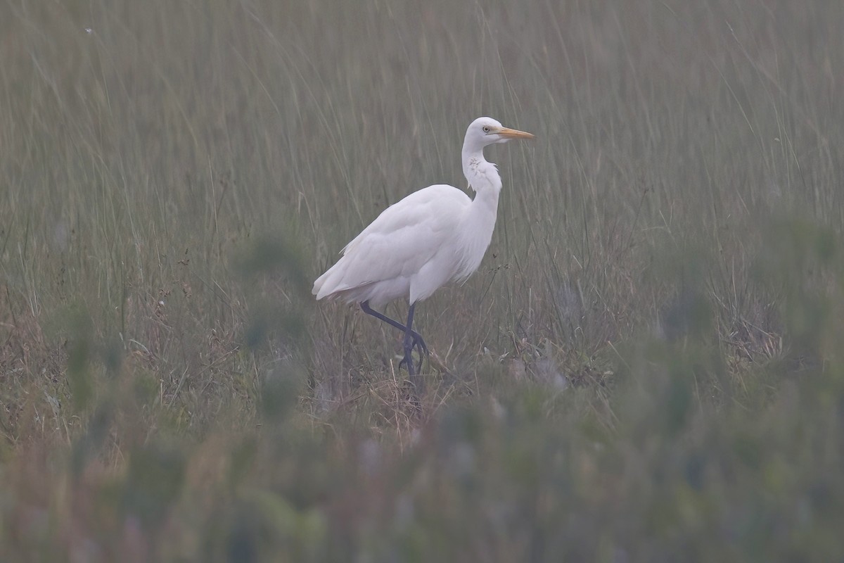 Plumed Egret - ML621940190