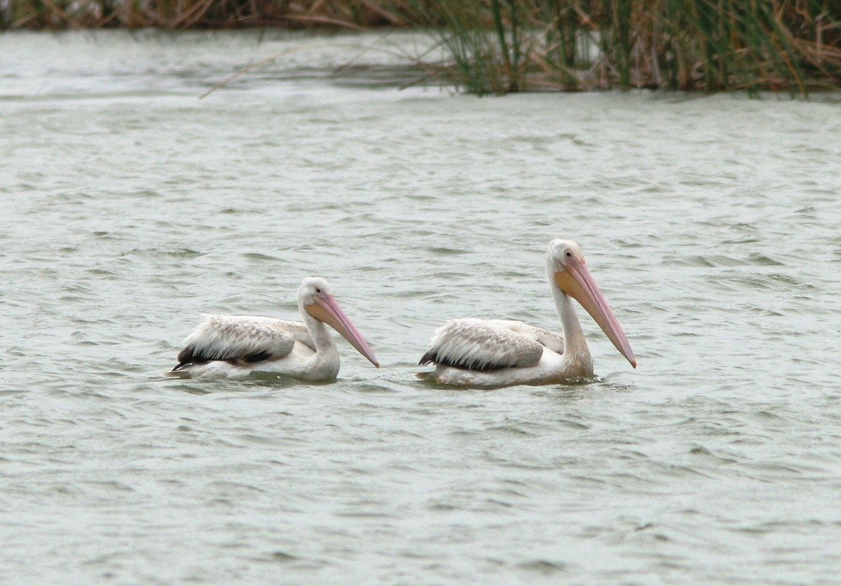 pelikán severoamerický - ML62194031
