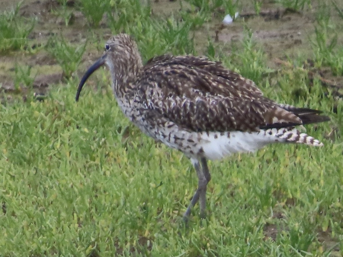 Whimbrel/Eurasian Curlew - ML621940375