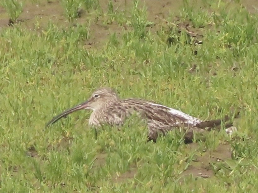 Whimbrel/Eurasian Curlew - ML621940376