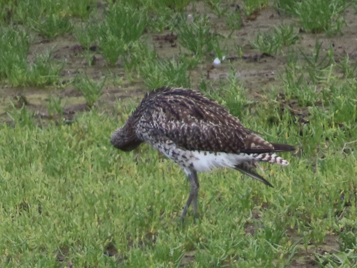 Whimbrel/Eurasian Curlew - ML621940377