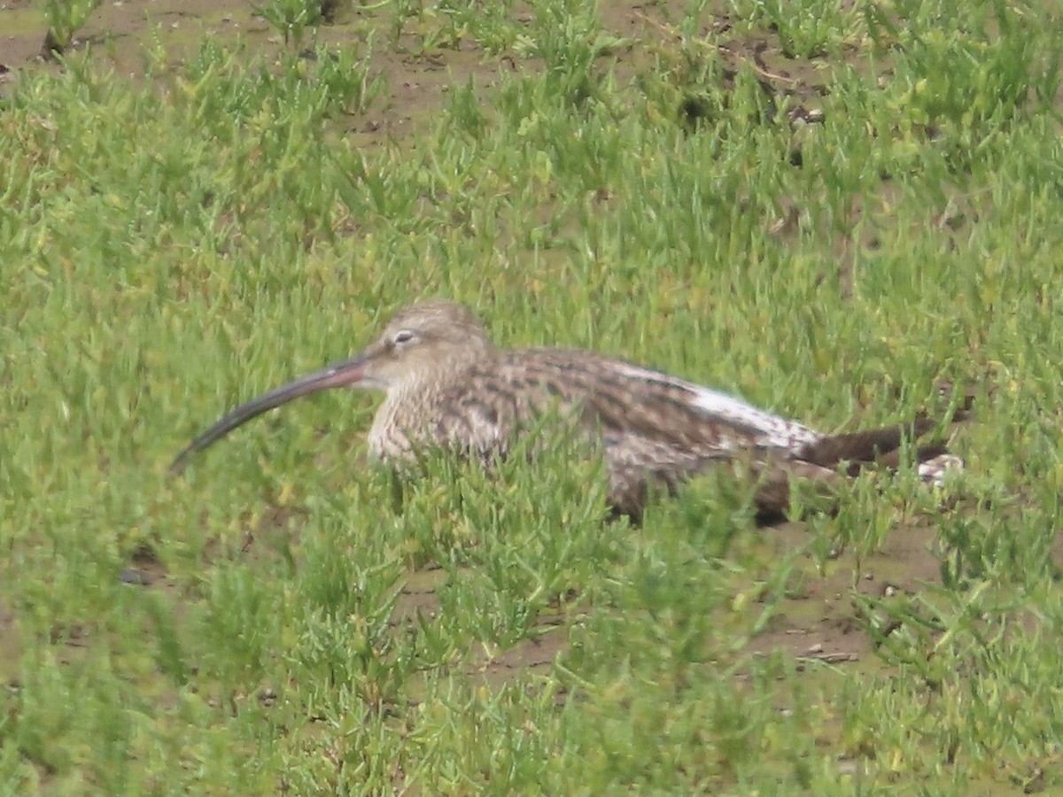 Whimbrel/Eurasian Curlew - ML621940378