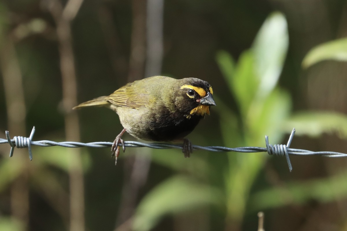 Yellow-faced Grassquit - ML621940385