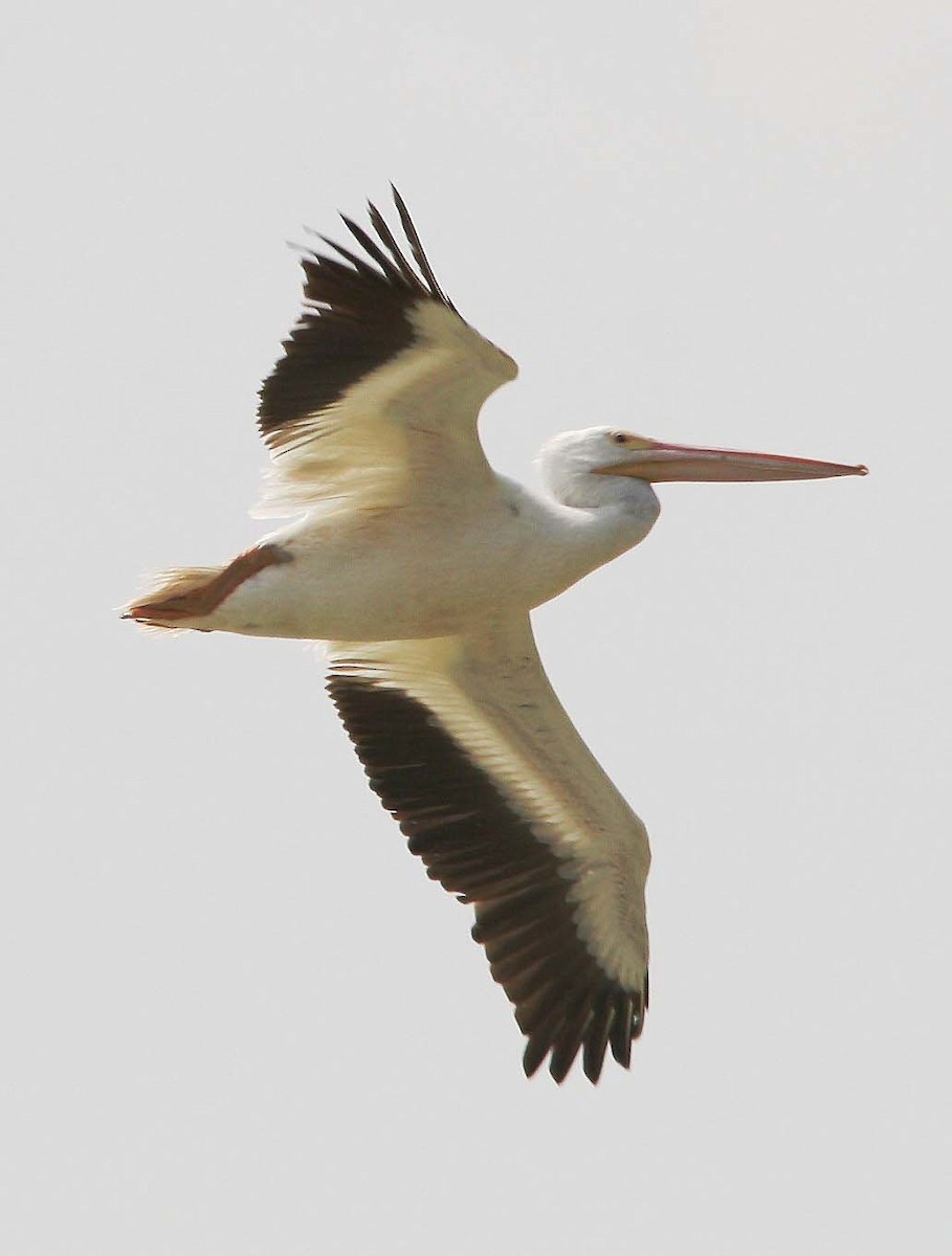 pelikán severoamerický - ML62194041