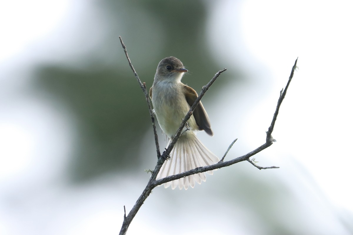 White-throated Flycatcher - ML621940500