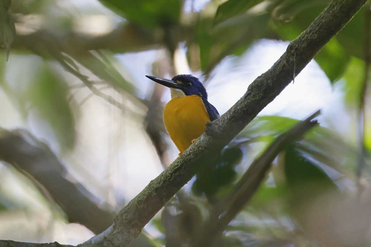 Papuan Dwarf-Kingfisher - ML621940530