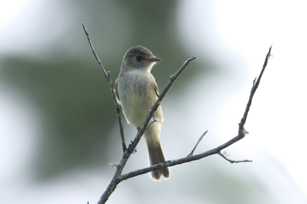 White-throated Flycatcher - ML621940580