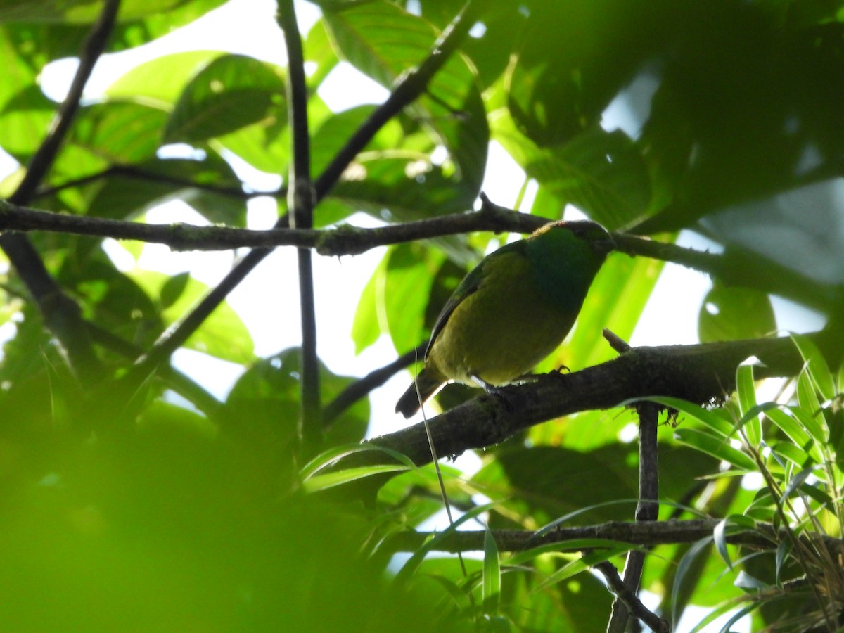 Chestnut-breasted Chlorophonia - ML621940635