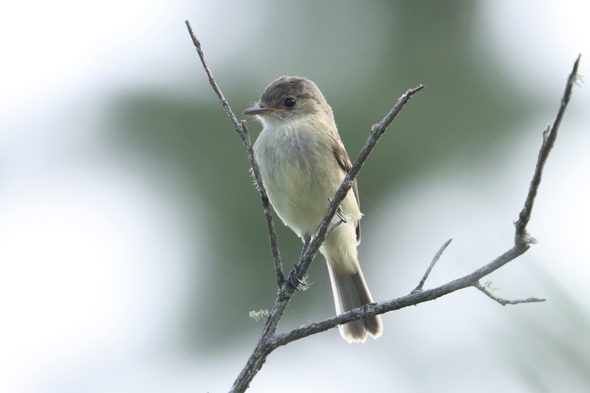 White-throated Flycatcher - ML621940669