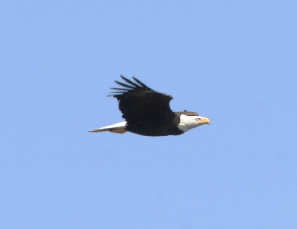 Bald Eagle - ML62194081