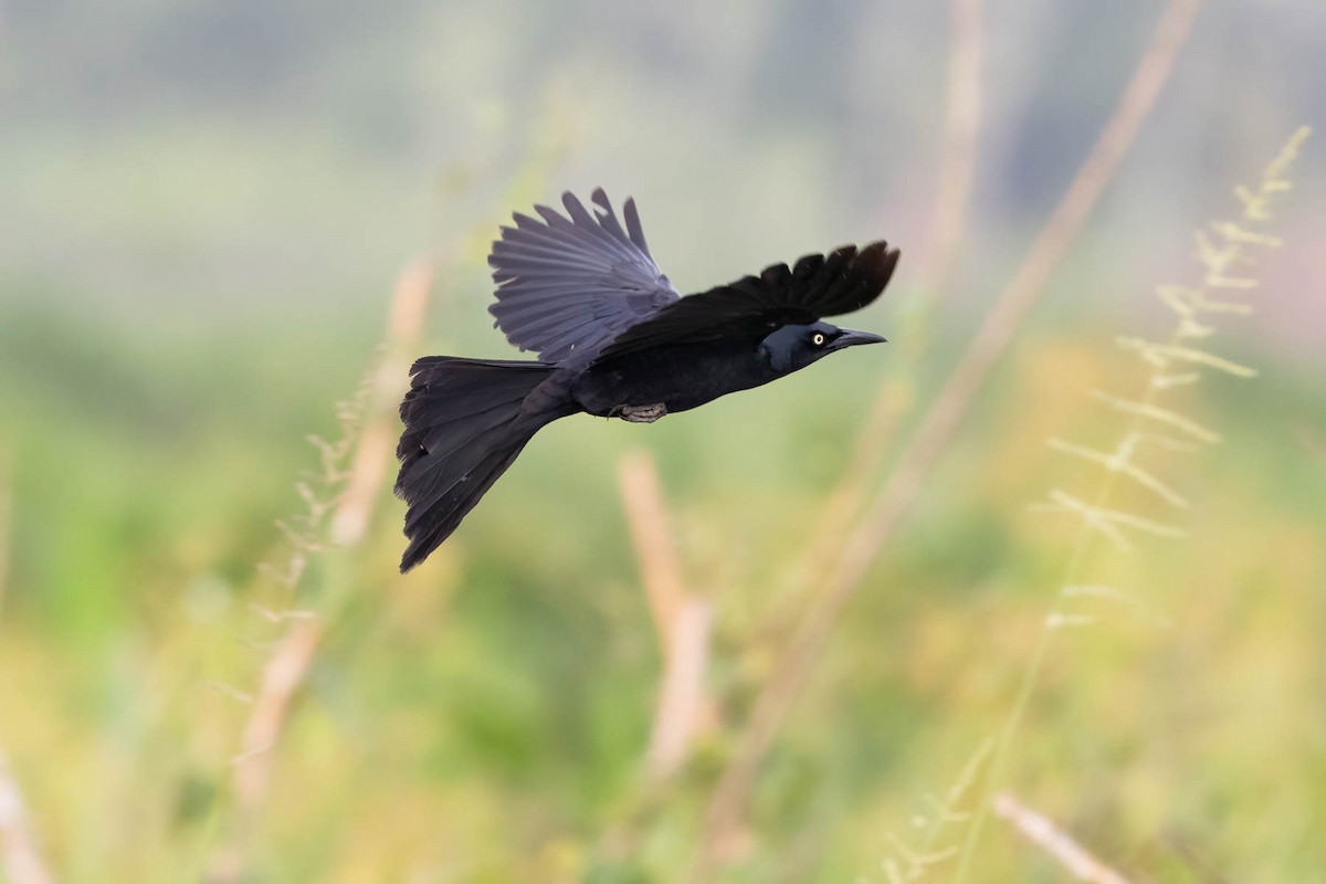 Nicaraguan Grackle - ML621940908