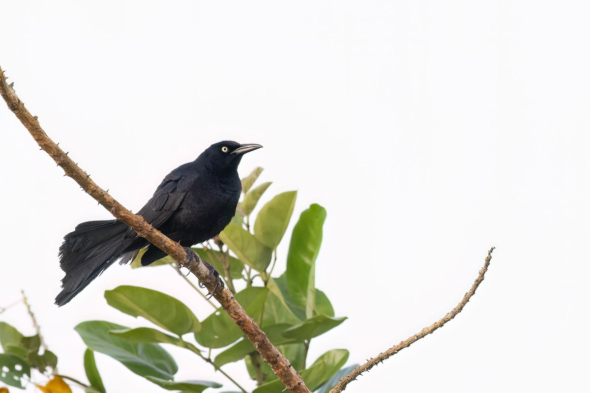 Nicaraguan Grackle - ML621940909