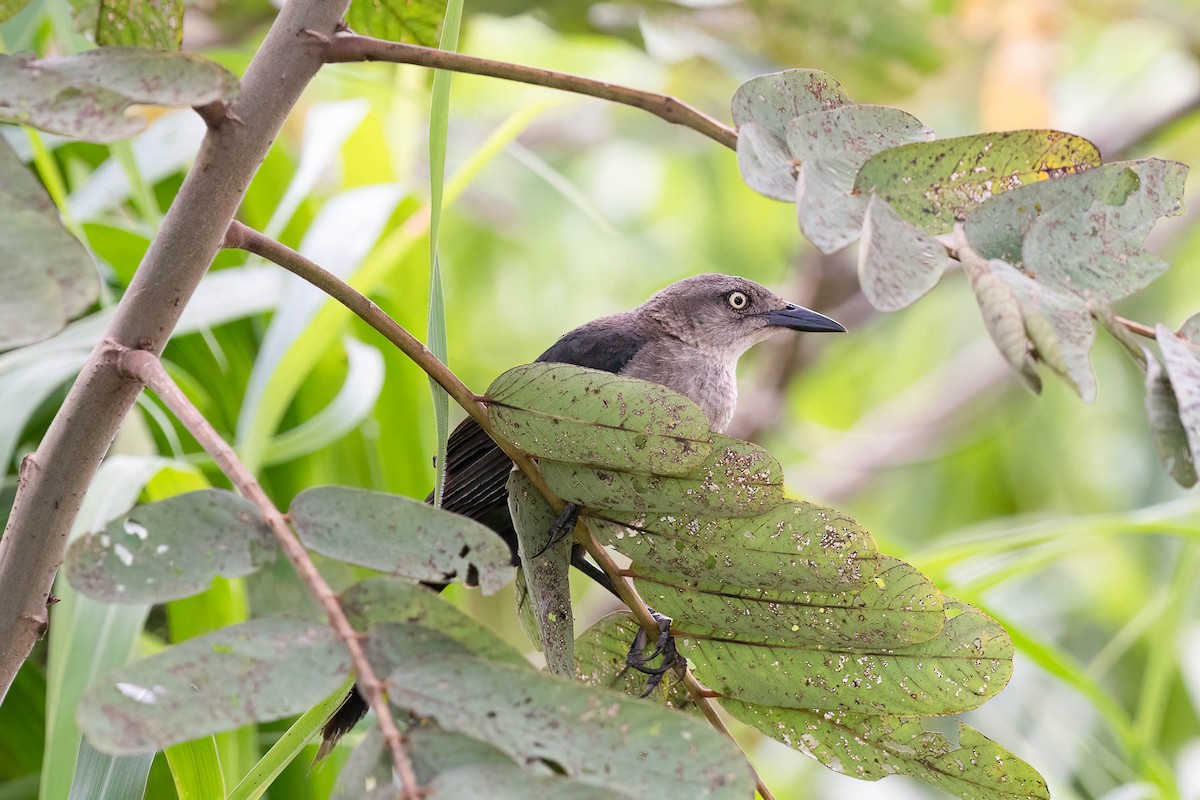 Nicaraguan Grackle - ML621941065