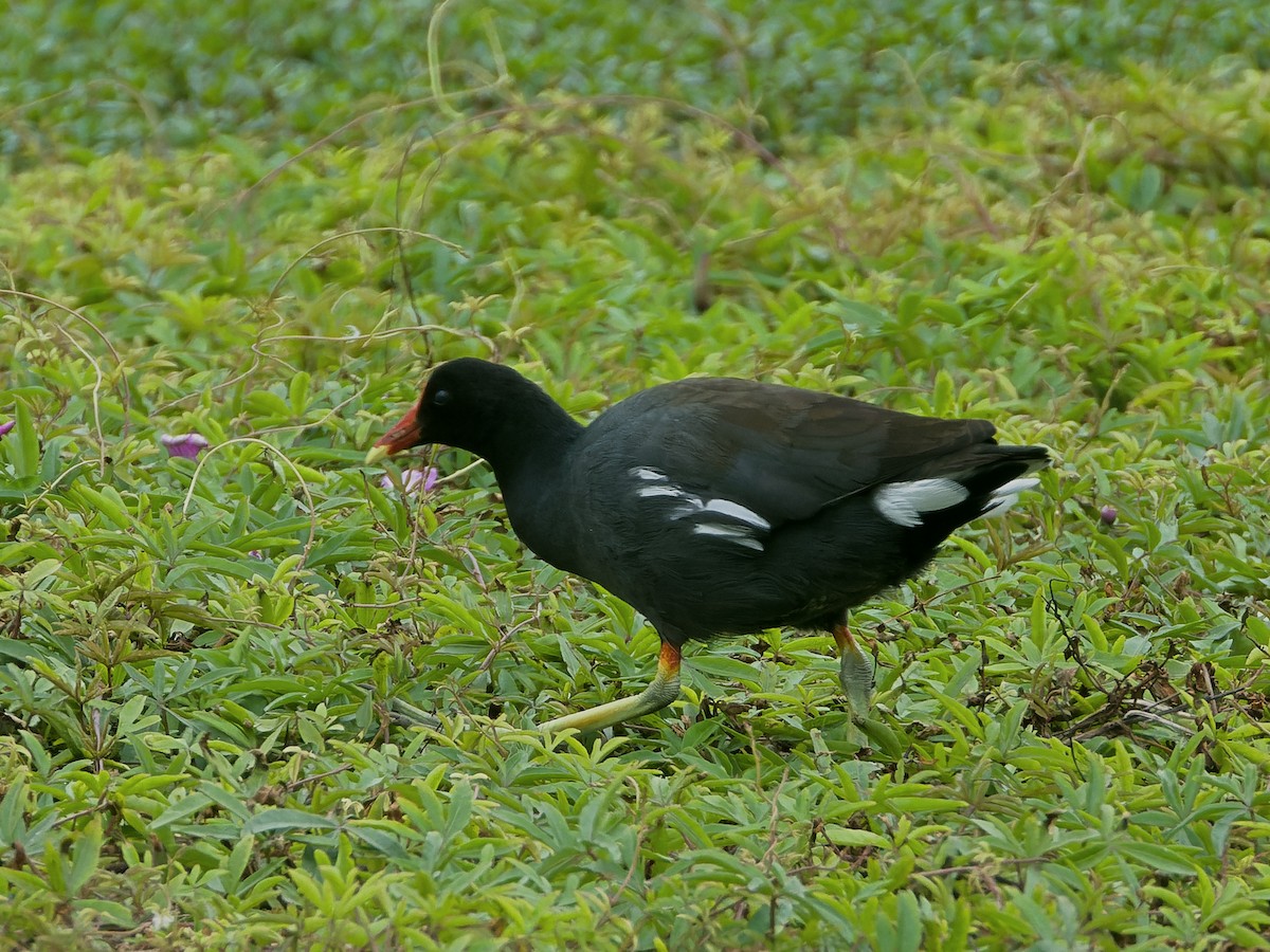 Common Gallinule - ML621941108