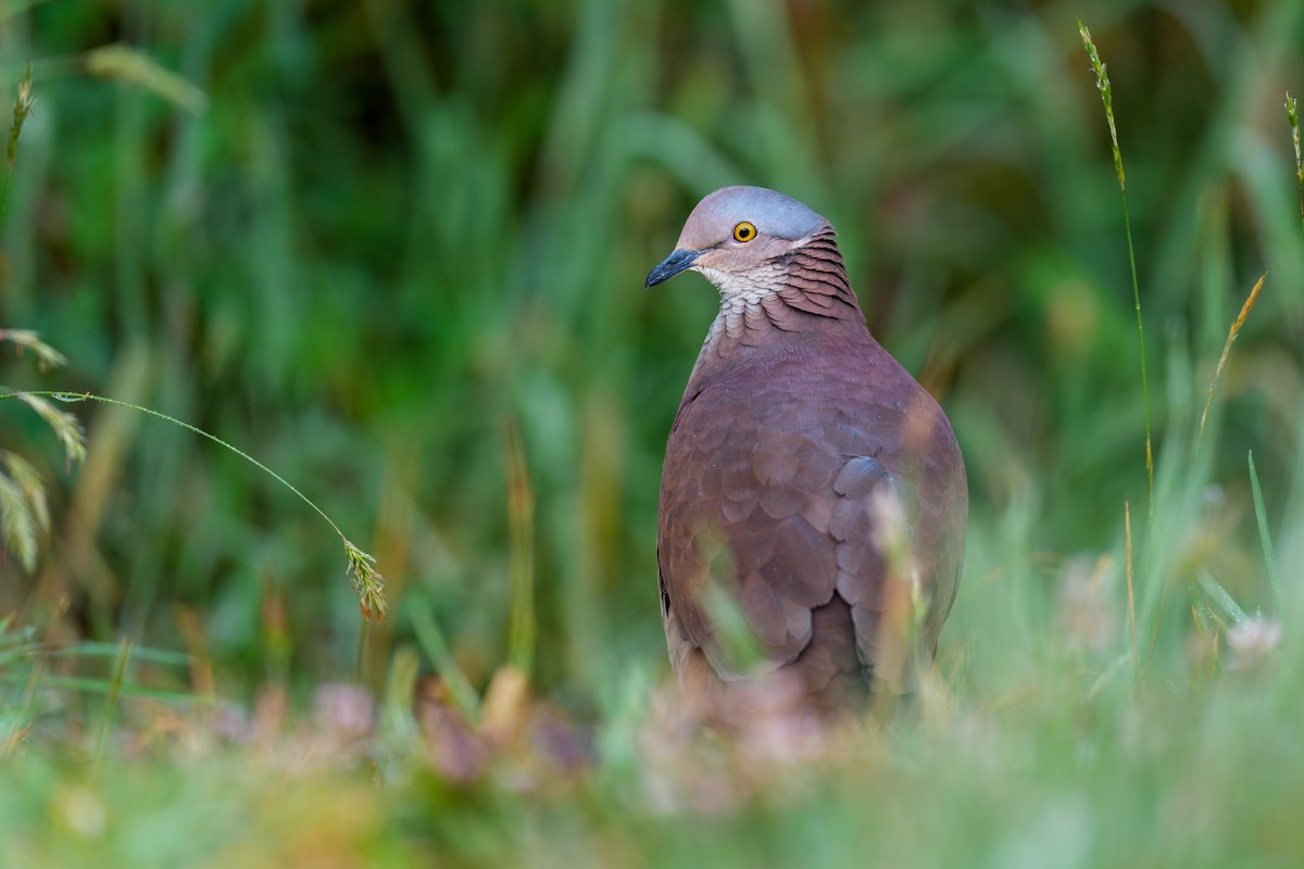 White-throated Quail-Dove - ML621941140