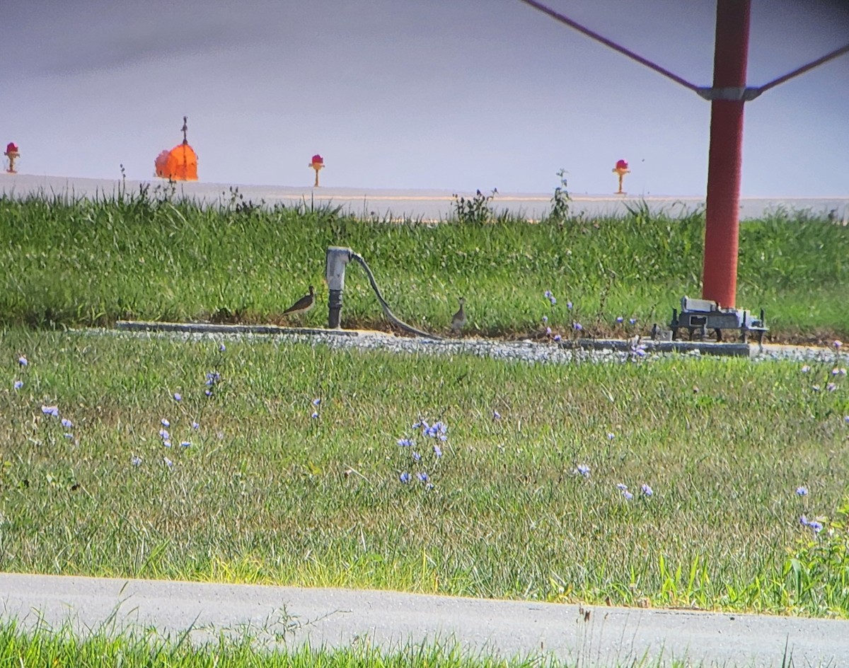 Upland Sandpiper - ML621941171