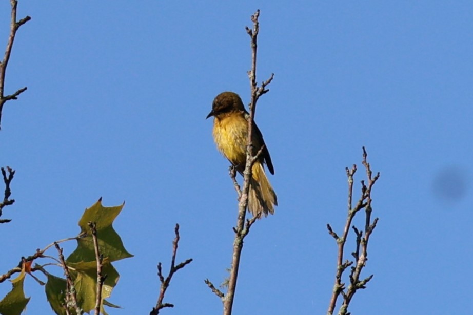 Orchard Oriole - ML621941280