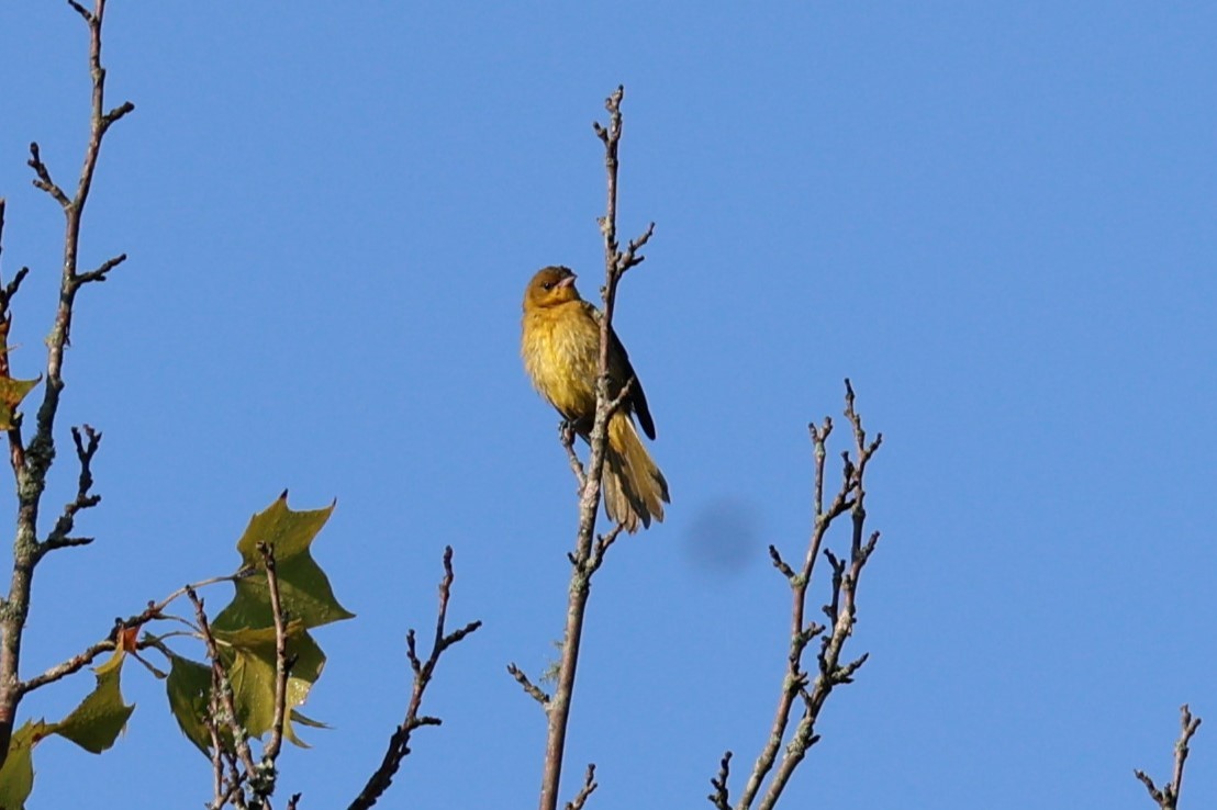 Orchard Oriole - ML621941281