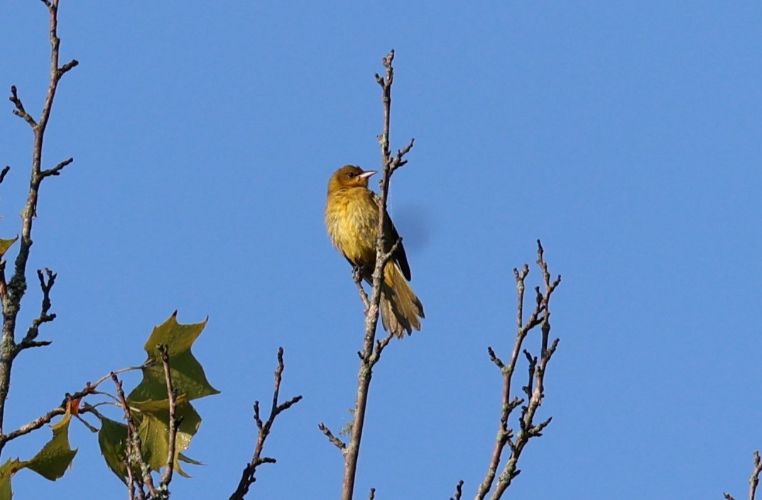 Orchard Oriole - ML621941282