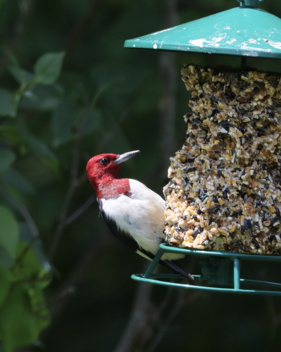 Red-headed Woodpecker - ML621941321