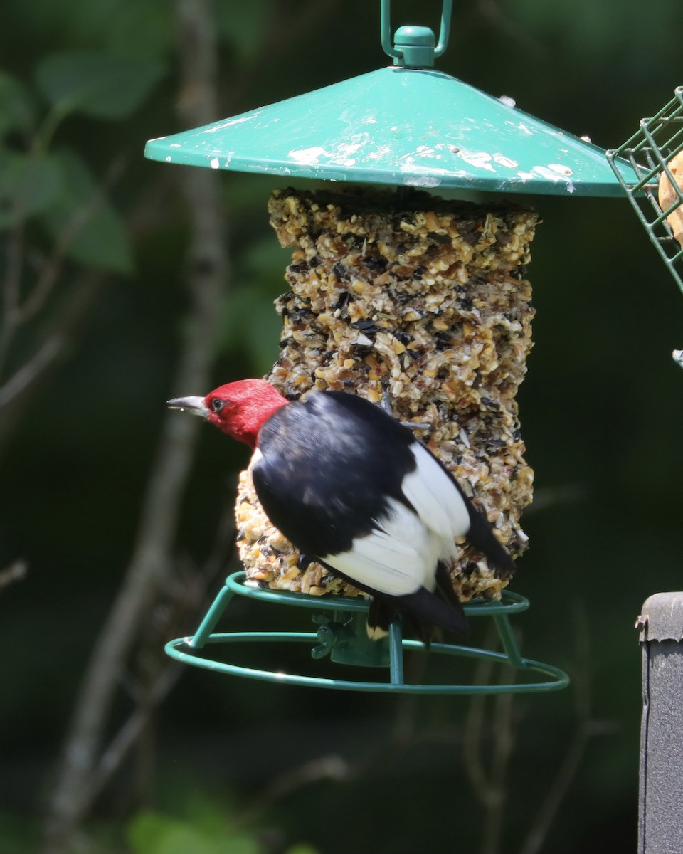 Red-headed Woodpecker - ML621941322