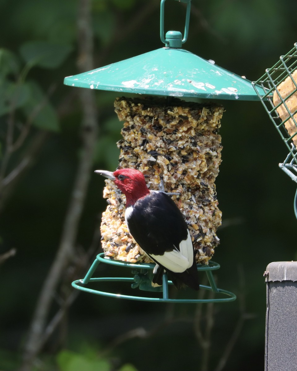Red-headed Woodpecker - ML621941323
