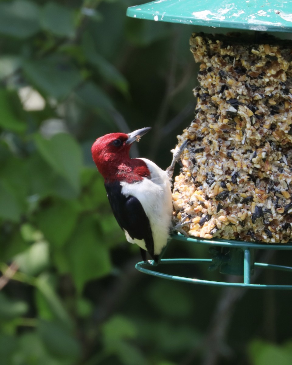 Red-headed Woodpecker - ML621941324
