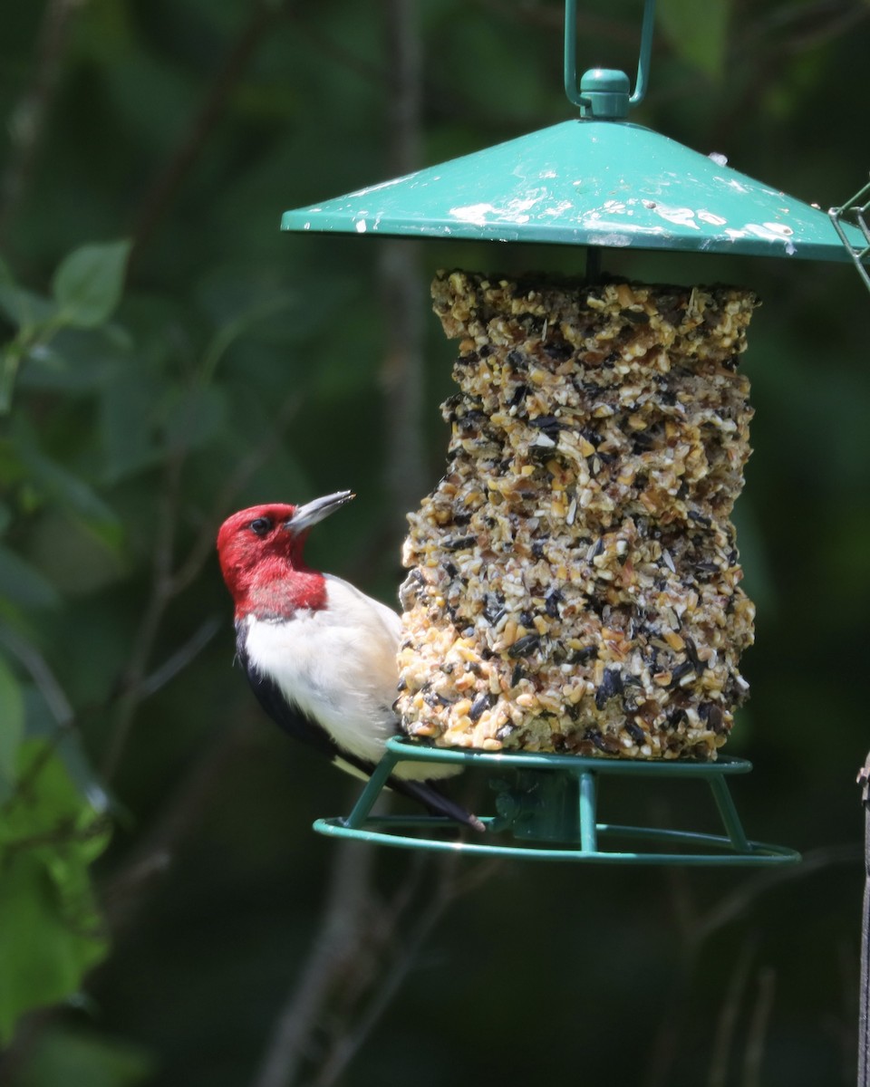 Red-headed Woodpecker - ML621941325