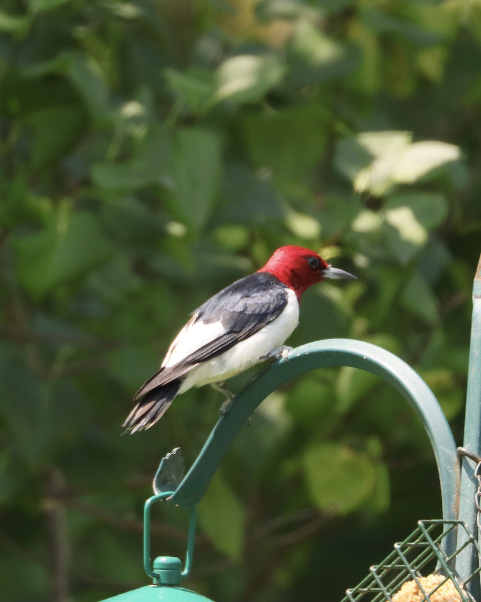 Red-headed Woodpecker - ML621941326